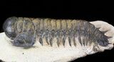 Bargain Crotalocephalina Trilobite #43464-2